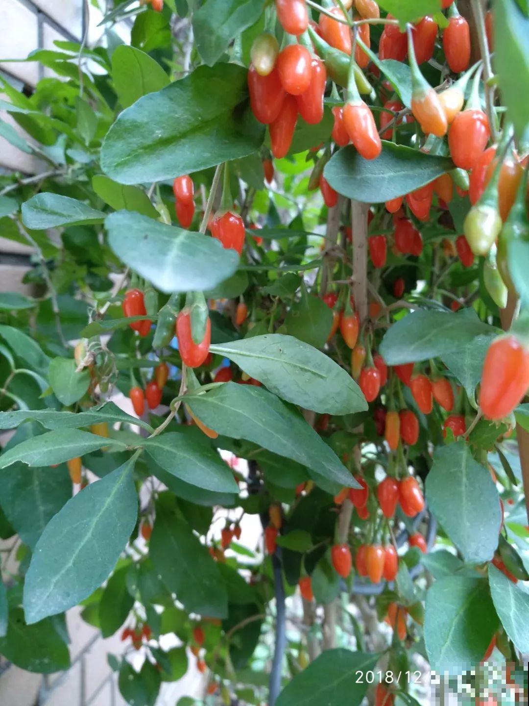 这花养一盆，满屋飘香，摘下来还能泡水喝！