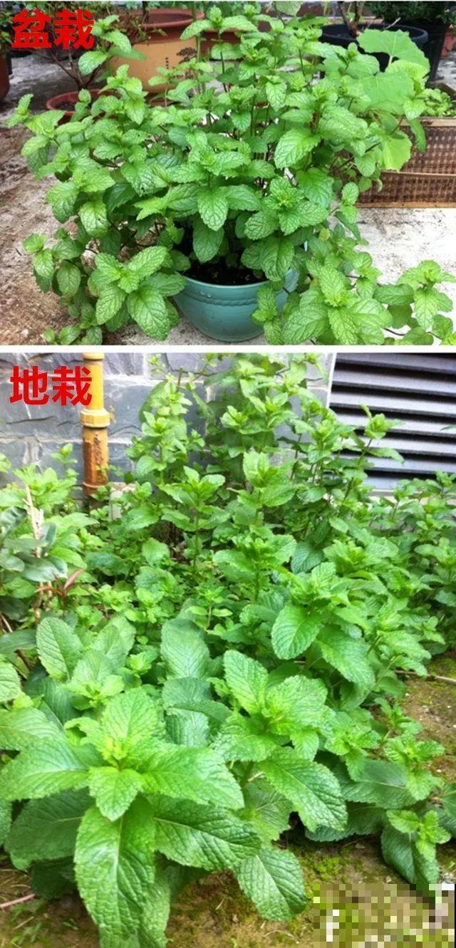 这花养一棵就够了，越剪越长，栽门口直接长成一棵树！