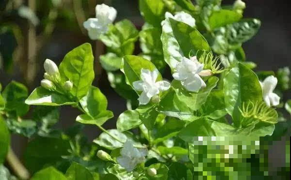 这几种花既能看还能喝，养一盆在阳台好处多，真是太值了！