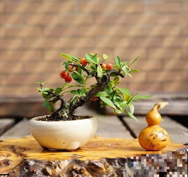 这6种盆景，春夏观花秋冬赏果，越养越值钱！