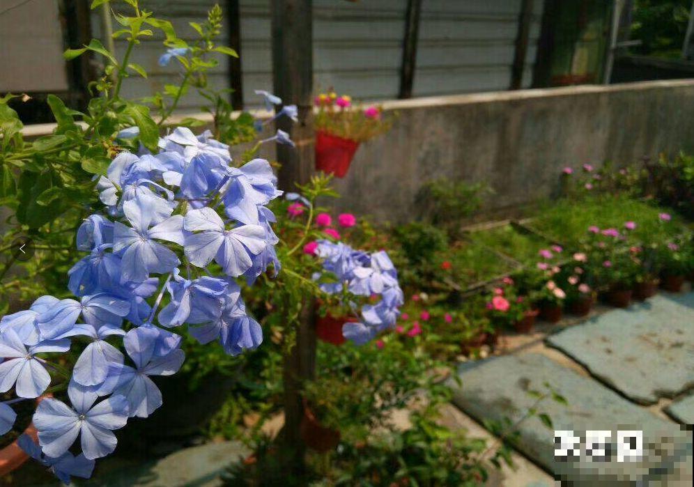 16岁男孩，为重病奶奶建花园，2年种了上百盆花！