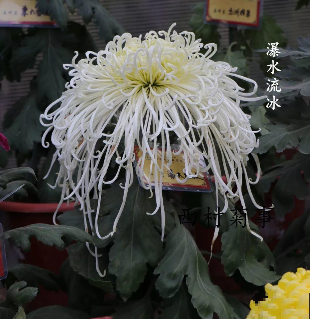 秋天啥花都可以不养，唯独这1种，100盆都不嫌多！
