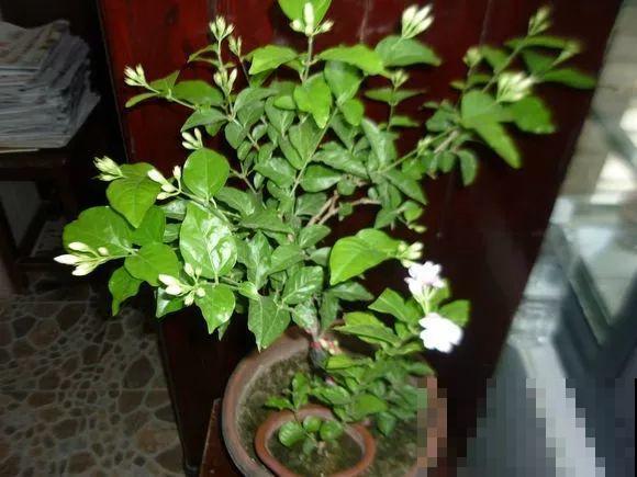 这种花秋冬这么养，明年开花成瀑布，现在明白还不晚