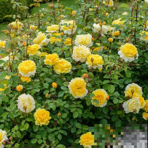 九月桂花飘香，阳台养盆，花一开满屋飘香！