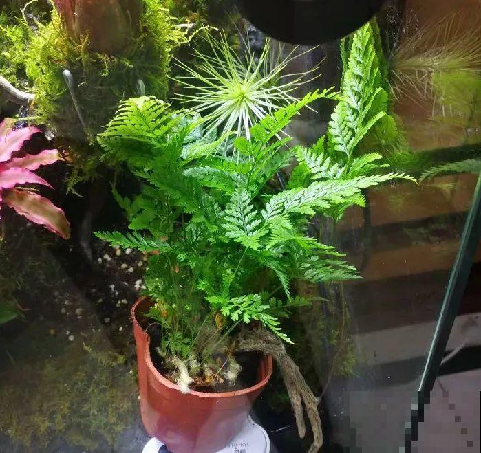 卫生间里养盆它，耐阴好养活，杀菌还能去异味！
