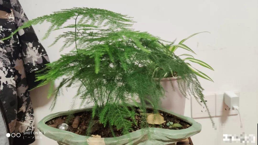 浇水掺点它，不黄叶不烂根，花越长越旺！