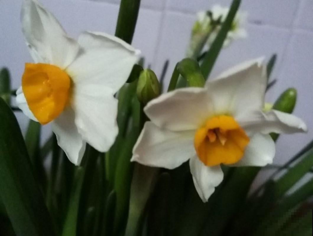 水培的水仙花，注意这几点，开花开到爆盆！