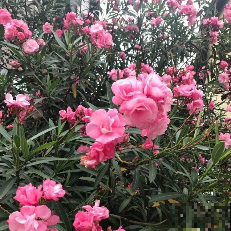 生活中常见，容易被忽视的几种有毒的植物，一招教你识别