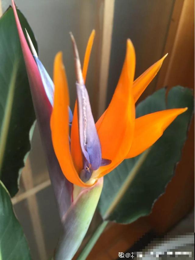 养10年才开花，这花脾气可真大，赶紧多喂大补肥！