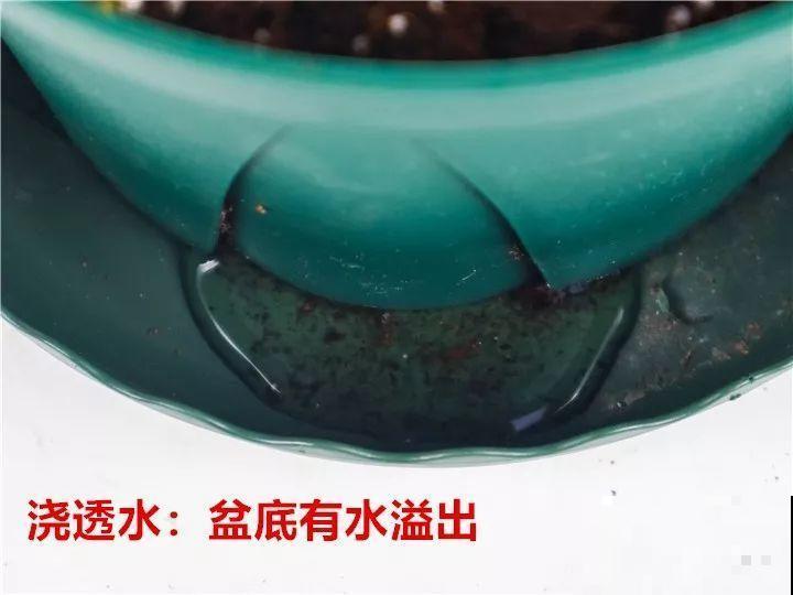 这花越养越上瘾，一小把埋土里，明年能开整面墙！