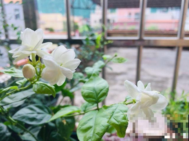 这种花秋冬这么养，明年开花成瀑布，现在明白还不晚