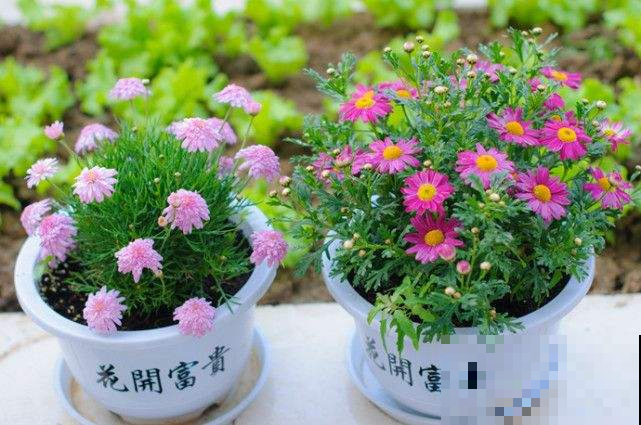 一个塑料袋就能除虫？这么简单几步，花盆再也不见虫！