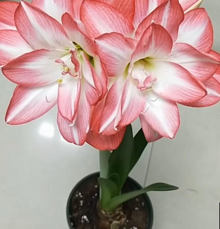 朱顶红开花这么美已经没有抵抗力，这么养，年年都开花！