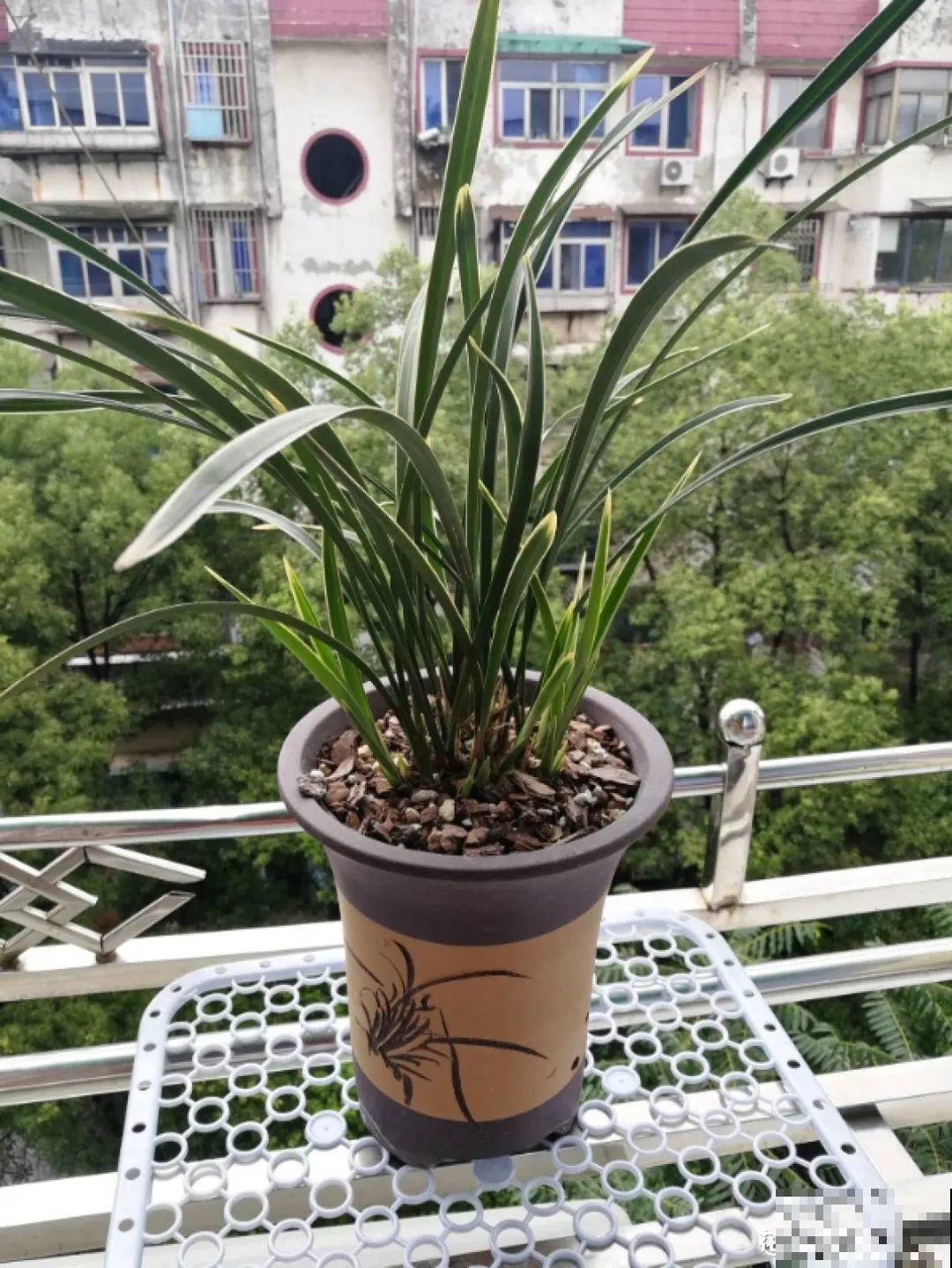 浇水掺点它，不黄叶不烂根，花越长越旺！