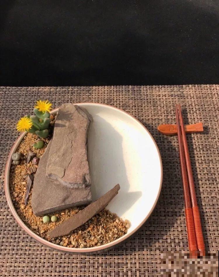 厨师改行养多肉，色香味俱全，真想让人一口吃掉！