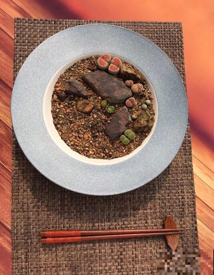 厨师改行养多肉，色香味俱全，真想让人一口吃掉！