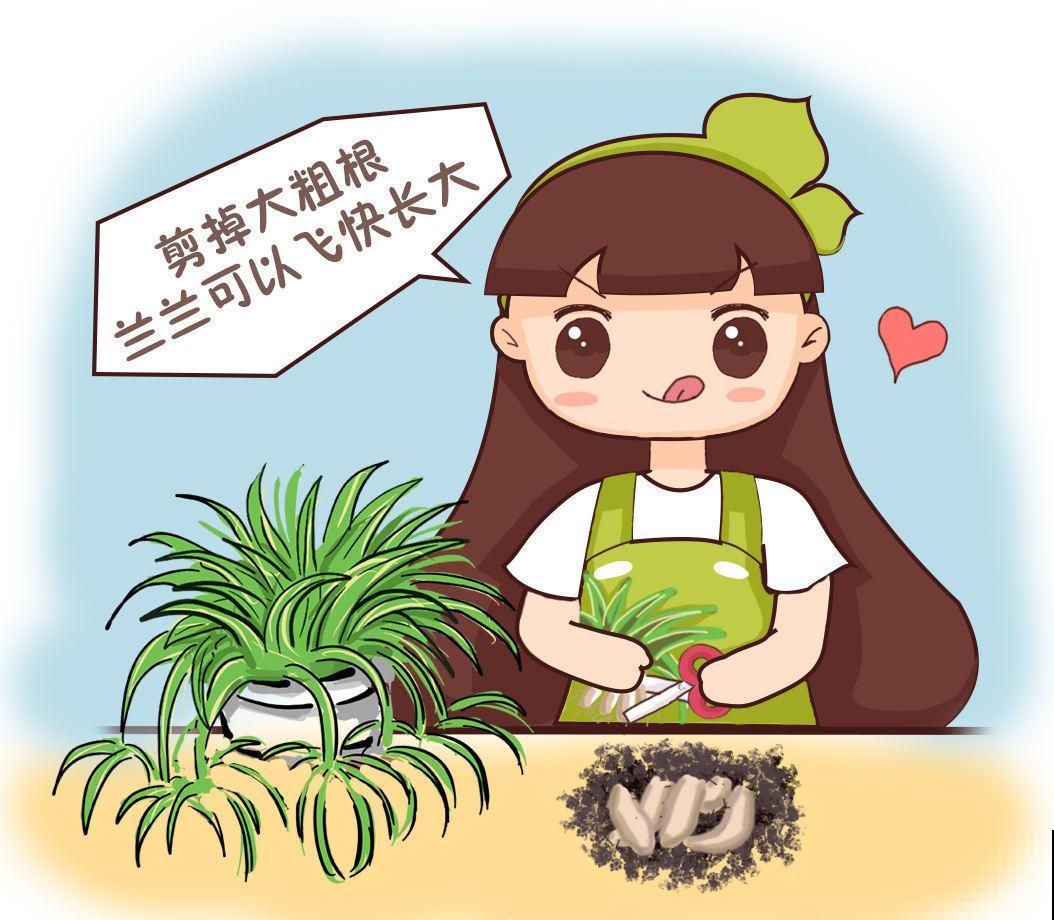 下雨天把吊兰搬进屋，控制好浇水量，开花嗖嗖嗖