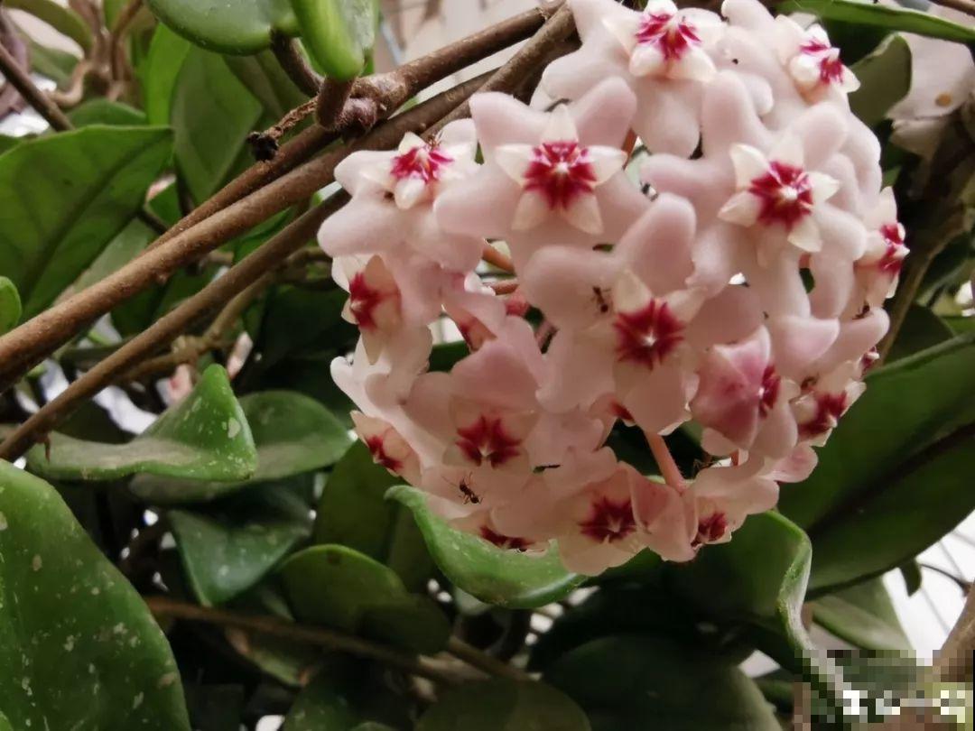 这花一开就成球，耐阴又好养，团团圆圆真喜庆！