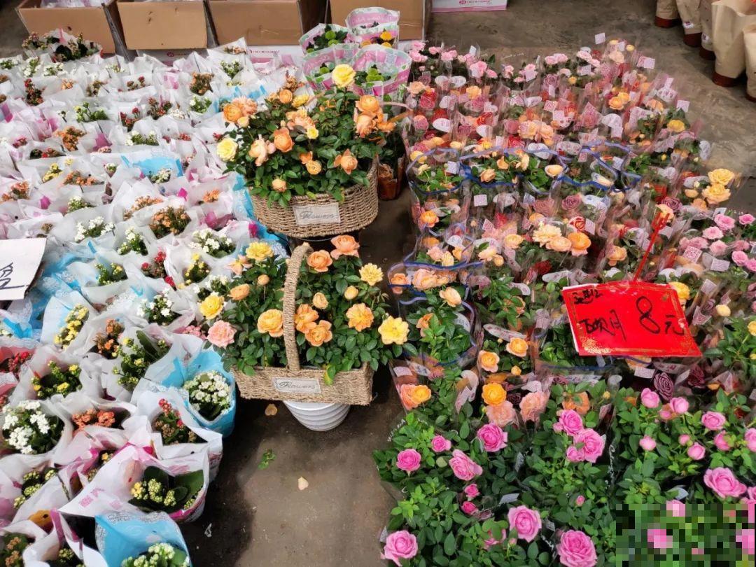 9月份逛花市，这花最好看、最好养，放心抱回家！