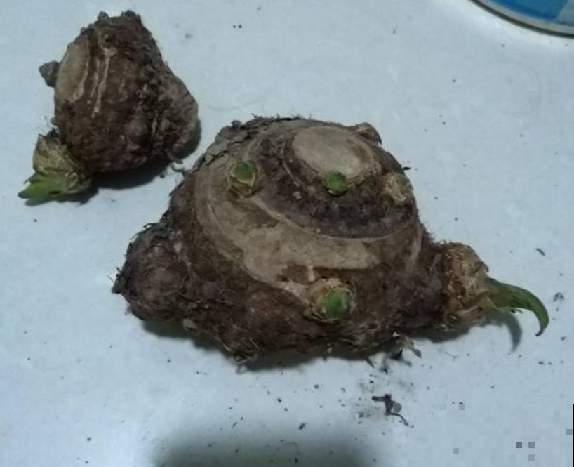 埋在花盆里的芋头，怎么样才算成熟？这一招让它疯狂产出！