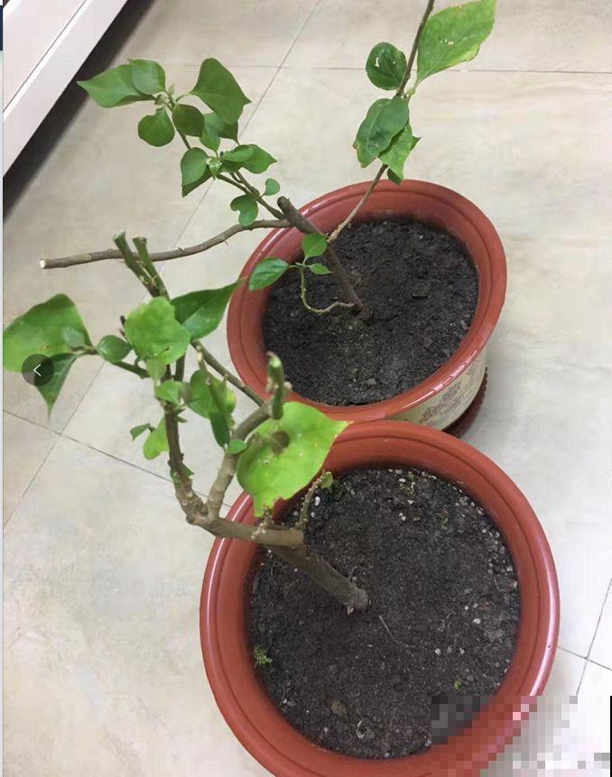 三角梅不开花？旱它15天，花苞蹭蹭往外冒！
