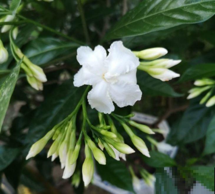 这花就是活香水，养一盆摆客厅，清新又杀菌！