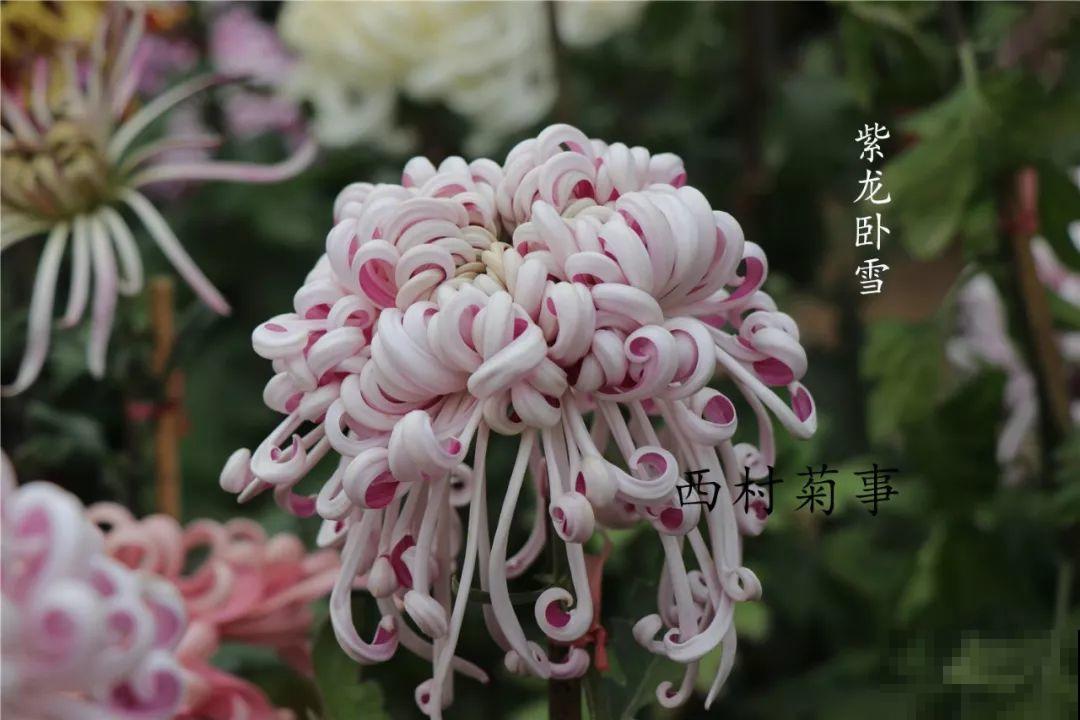 秋天啥花都可以不养，唯独这1种，100盆都不嫌多！
