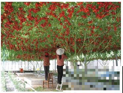 原来蔬菜长成树不是吹牛，一棵番茄结出几千斤，谁见了都啧啧称奇
