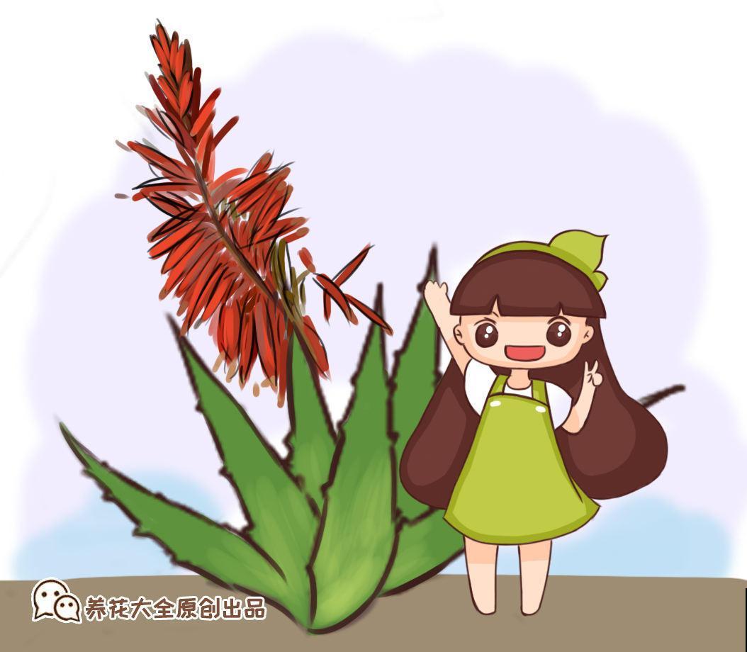 芦荟的几点养护技巧，土里加上碎瓦片，不愁长不好