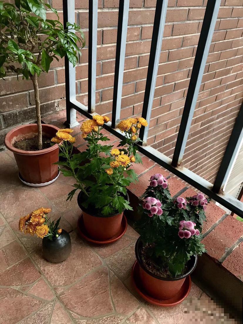 菊花怎么才能多多开花？用上这几招菊开满园，邻居都来偷师！