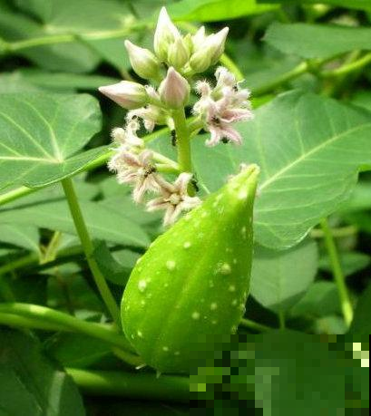 秋天不吃这野外甜果亏大了，小时候上山都抢着摘，没想到现在贼贵