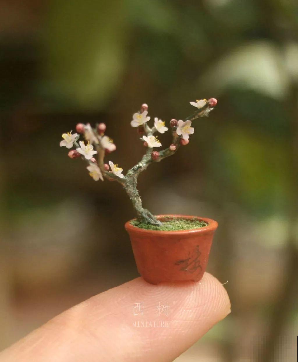 中国最小的院子，养花喝茶一辈子，人生岂不乐哉！
