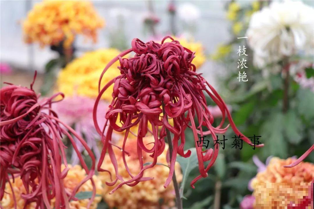 秋天啥花都可以不养，唯独这1种，100盆都不嫌多！
