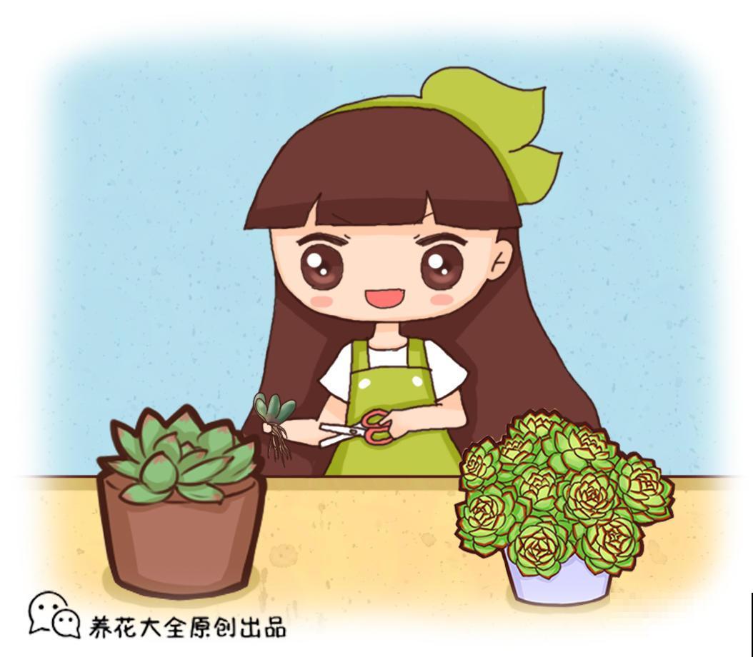 4种带毛多肉，在家养一盆，别提有多可爱！