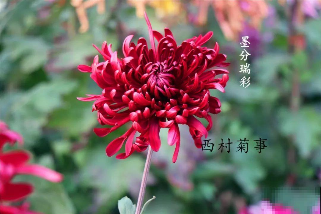 秋天啥花都可以不养，唯独这1种，100盆都不嫌多！