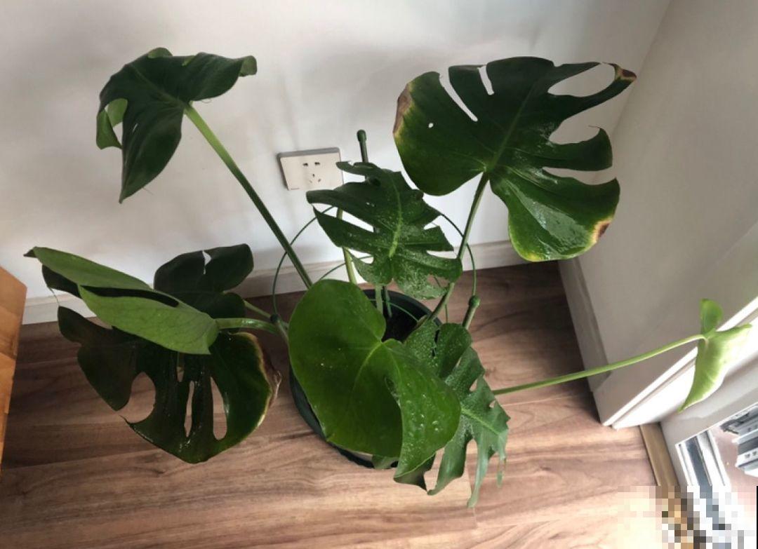这花秋天最怕晒，晒一盆死一盆，赶紧挪个地儿！