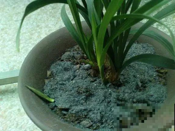 这种东西只在农村出现，不仅能防虫，还能当肥料，一用吓一跳