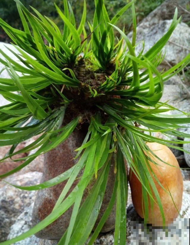 有格调的人，都爱养这花，品味高上档次