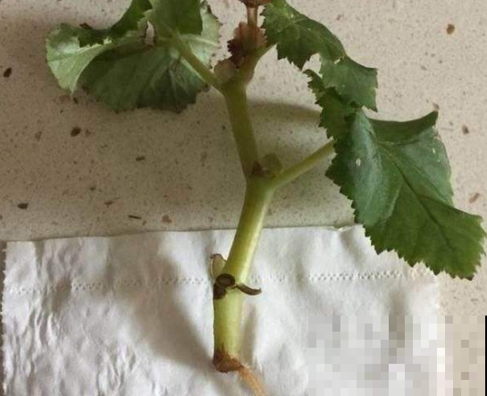家里常用的卫生纸，拿来养花原来有这奇效，大白根窜的止不住