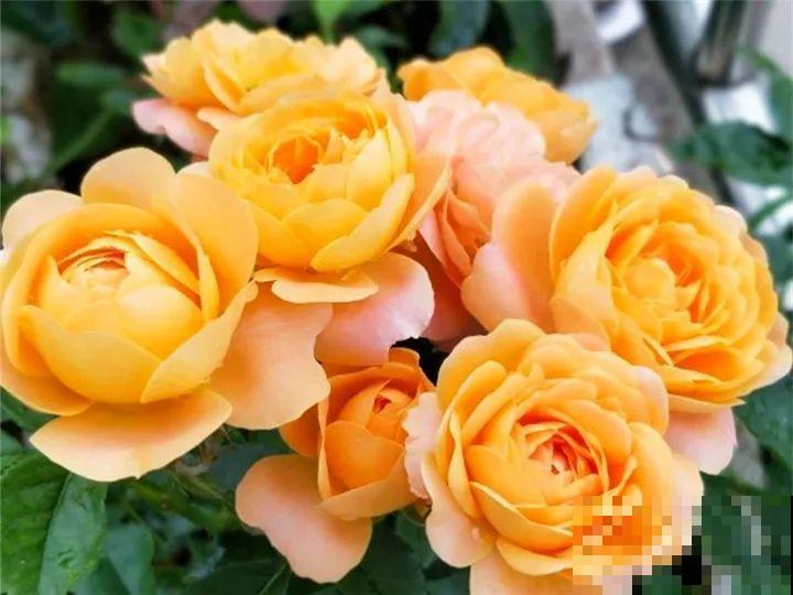 长寿养成青菜？黑帽子一戴，不用一月出花苞！