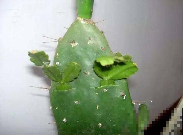 仙人掌这样嫁接，接上就能活，花开十多年！