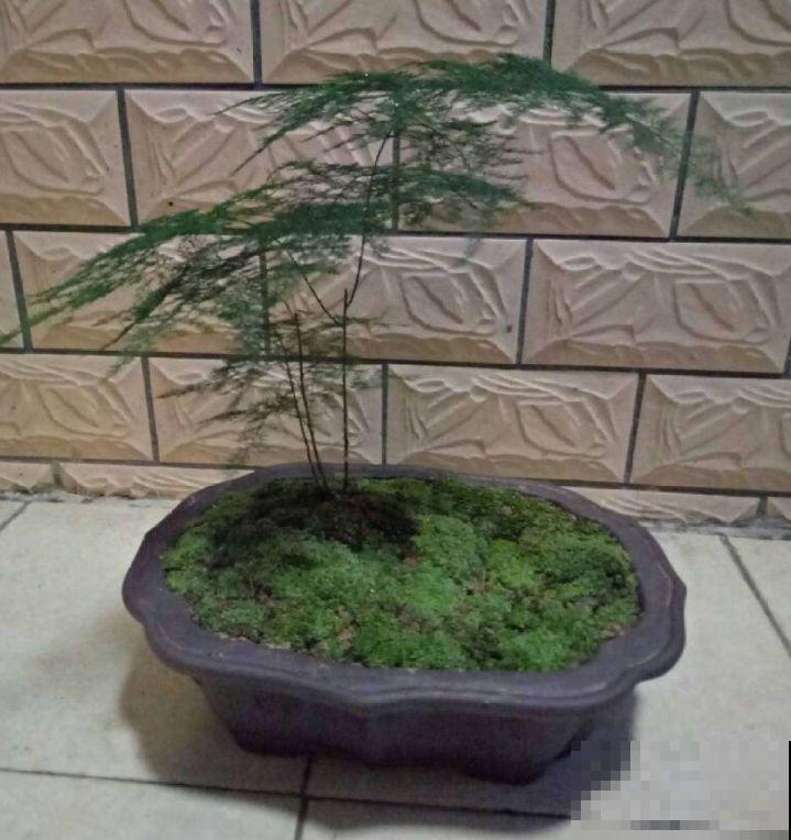 苔藓不光看着小清新，盆面铺一层，冬天养花不怕冻！