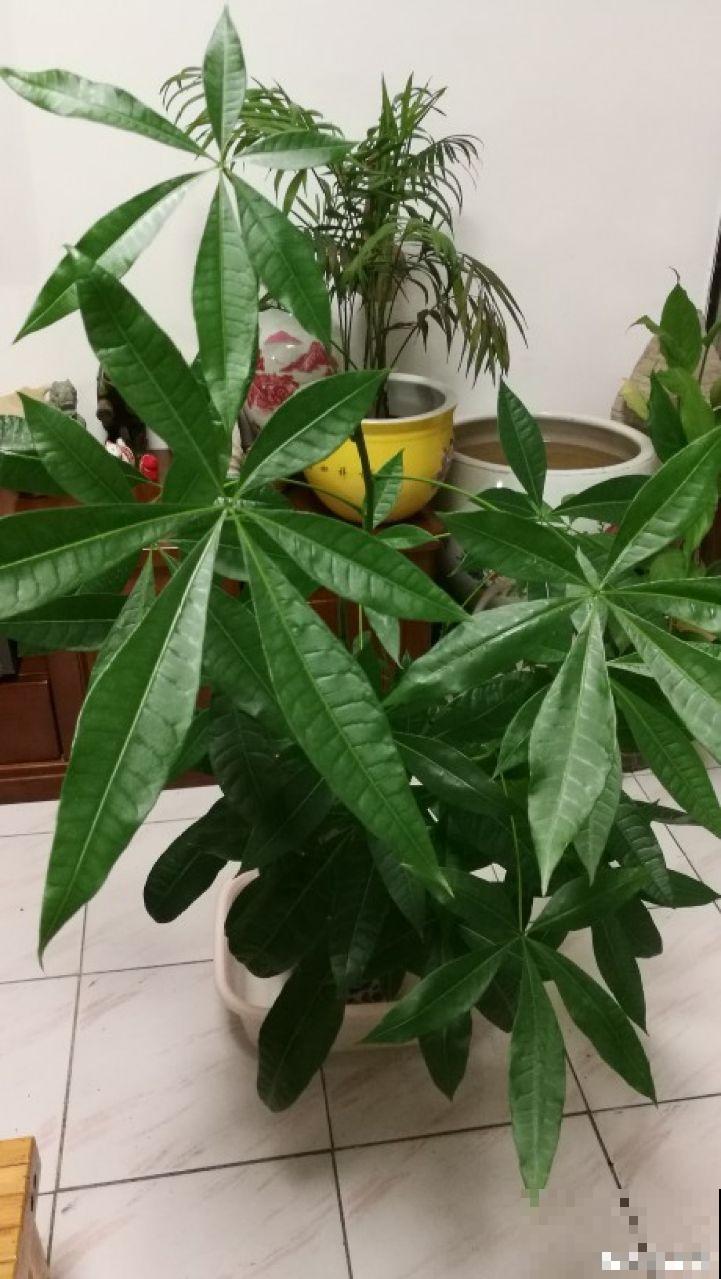 都喜欢秋天买杜鹃养，但这点不注意，两天就能给你晒蔫了！