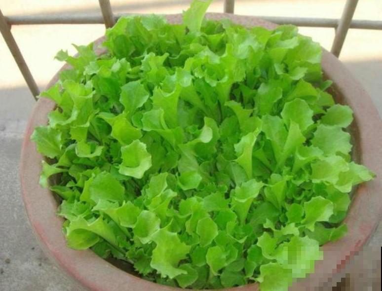 抓几把生菜种子，往土里一扔，生菜多的吃不完！