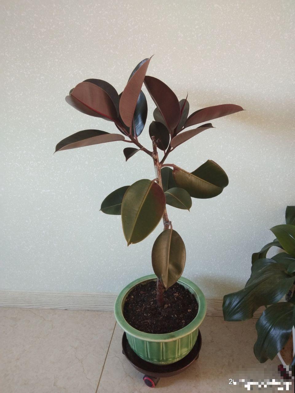 这花就得穷养，塞进小盆，少浇水，越长越旺