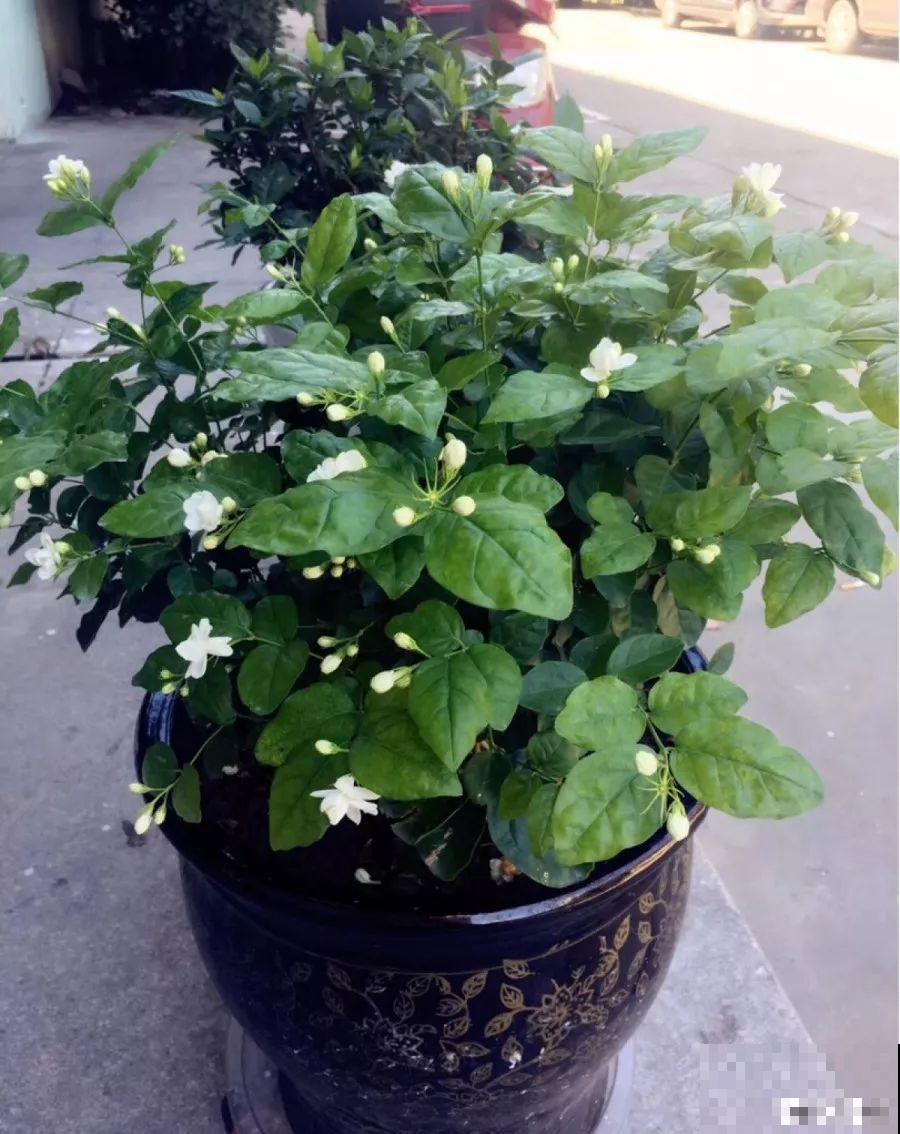 1间房2盆花，一年四季有花看，满屋都飘香！