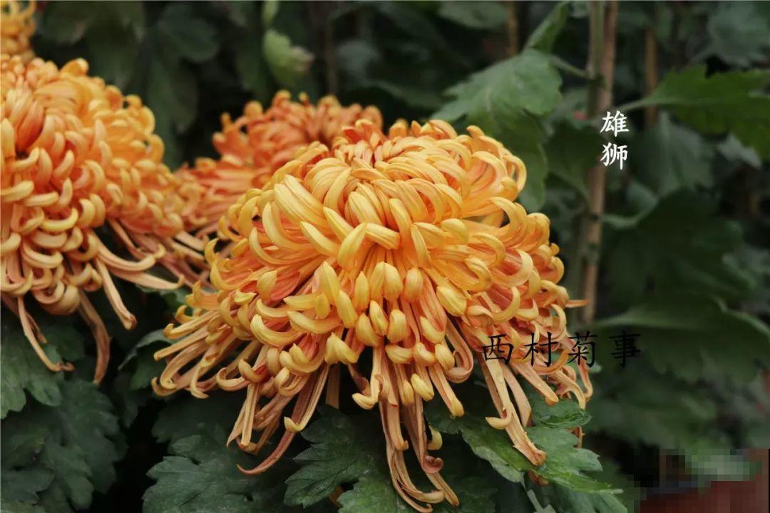 秋天啥花都可以不养，唯独这1种，100盆都不嫌多！