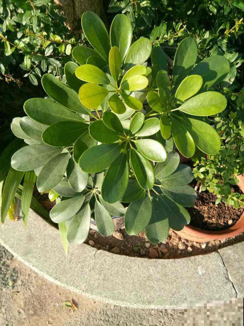 家里养这3种植物赚大了，不仅美貌赏不够，能吃能闻还能用！