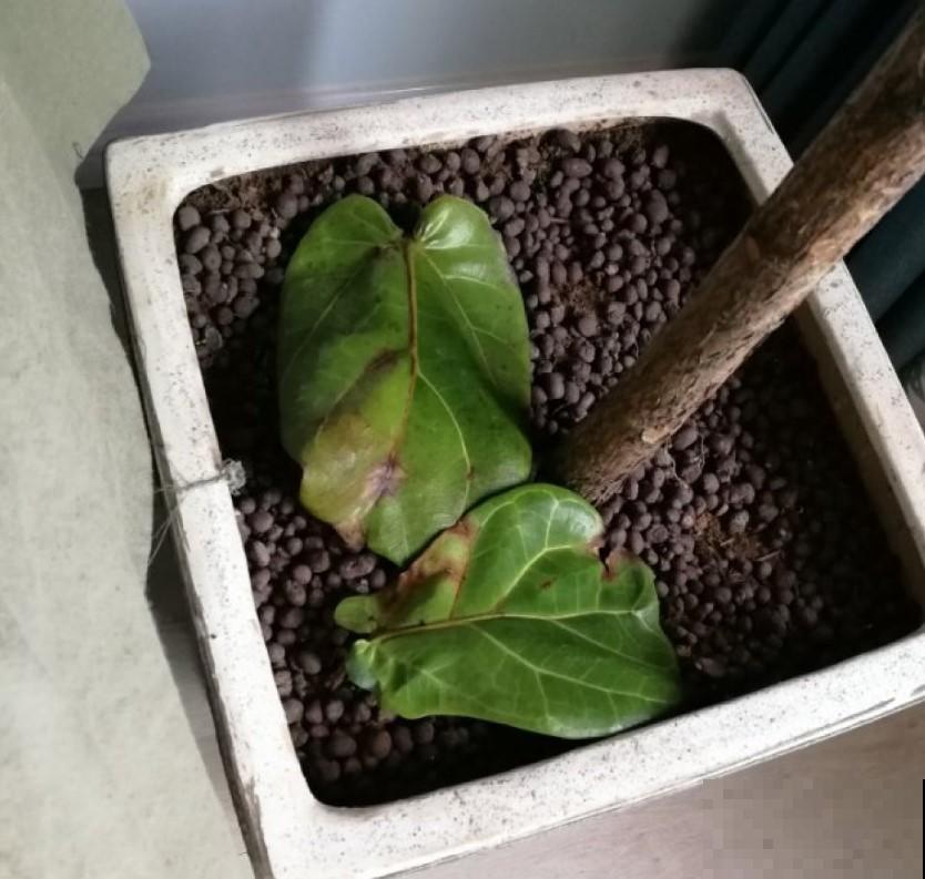 植物也是需要适应环境，注意几点，呼呼长叶子不在话下！