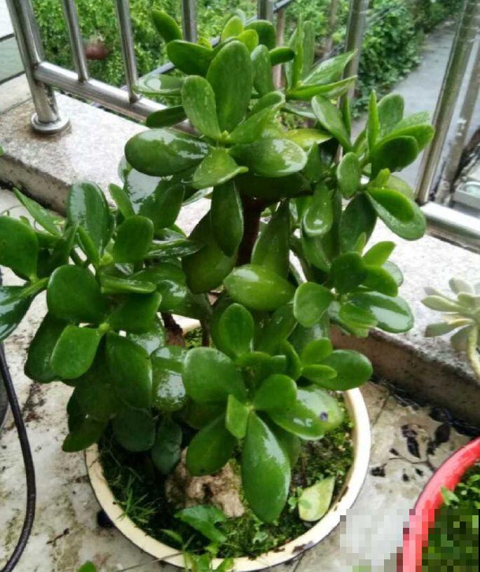 这花就得穷养，塞进小盆，少浇水，越长越旺